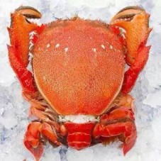 Spanner crabs